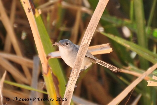 California Gnatcatcher (2)