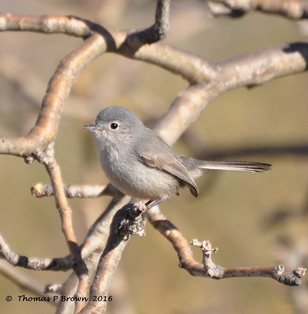 California Gnatcatcher (3)