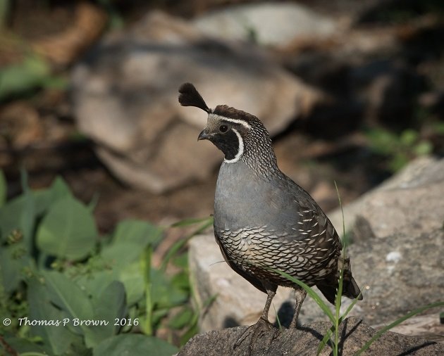 california-quail