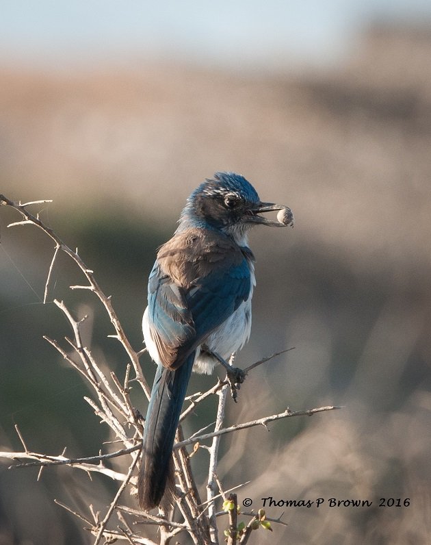 california-scrub-jay