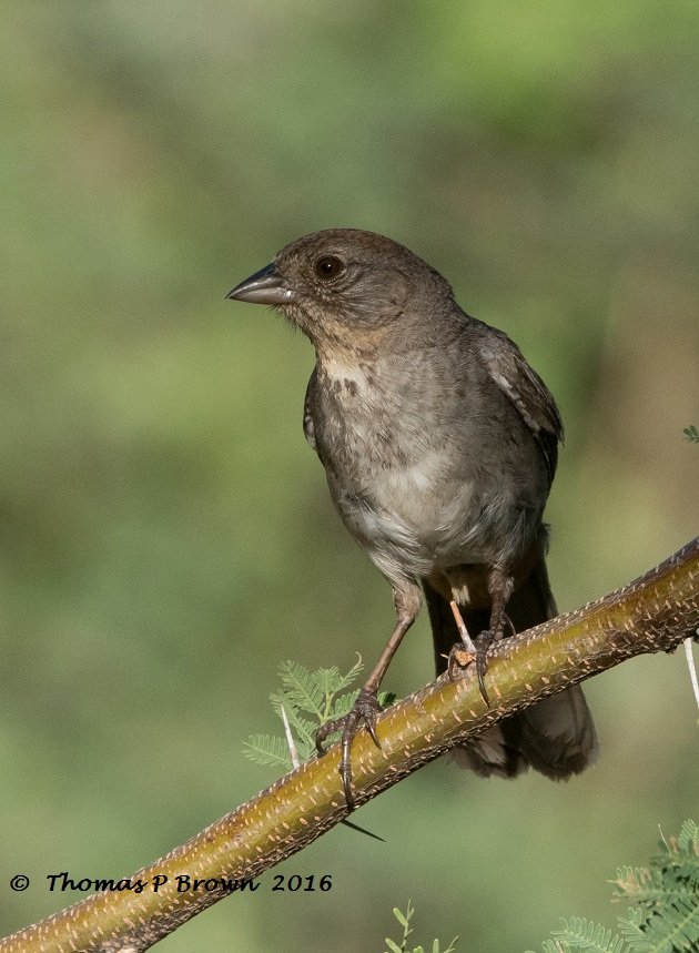 california-towhee-1