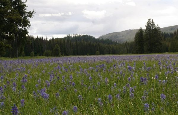 Packer Meadow camas field