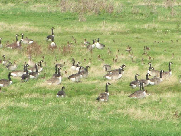 canada-geese-greylag-geese-eurasian-wigeon