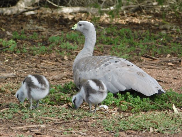 Animalstuffstore Cape-Barren-Geese Serendip Sanctuary, Victoria – 10,000 Birds Bird  