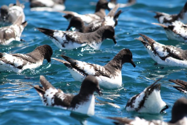 cape-petrels