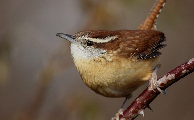 carolina-wren