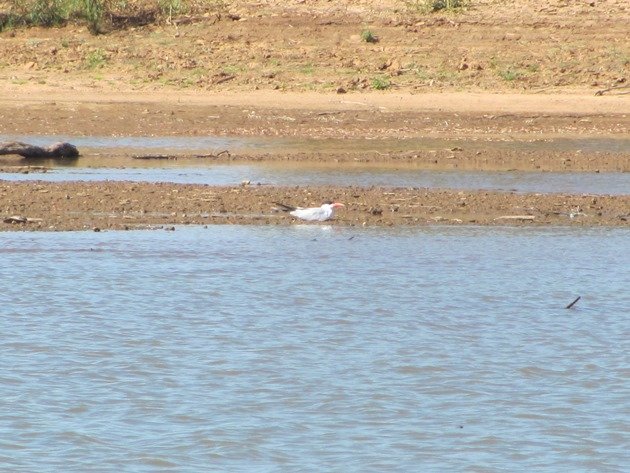 Caspian Tern