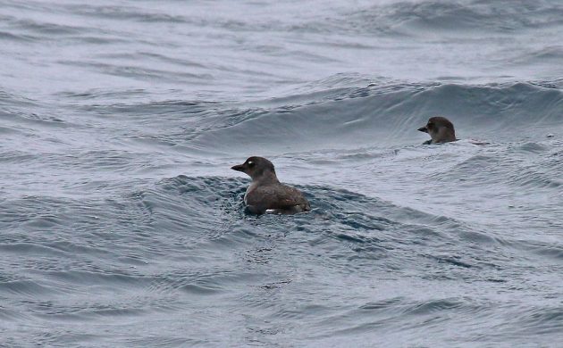 Cassin's Auklets