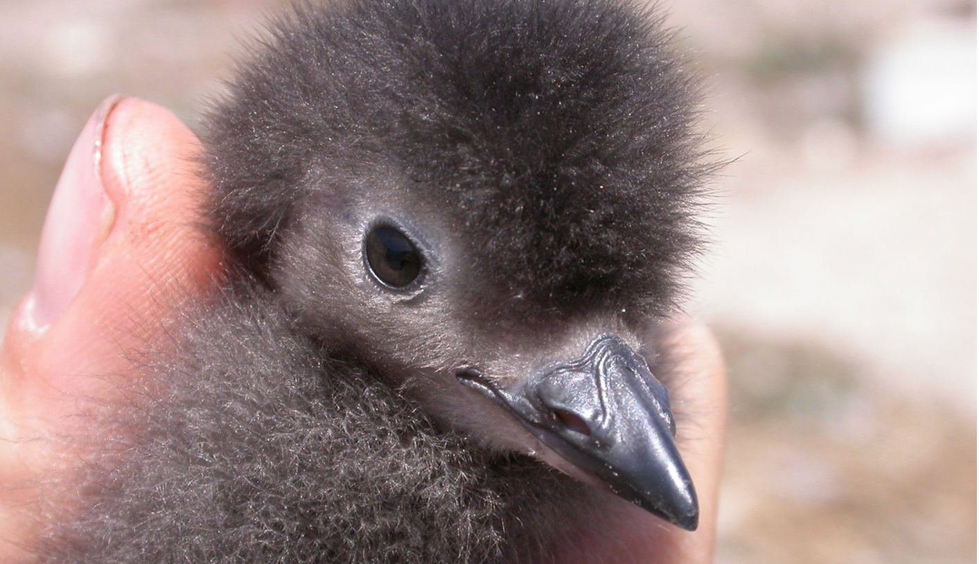 Cassin's Auklet