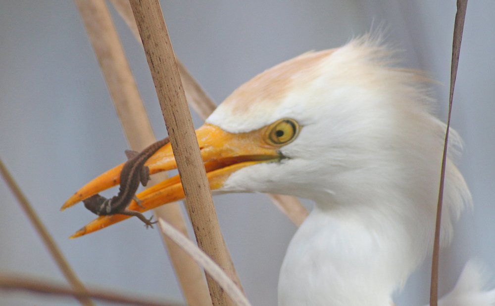 Cattle Egrets Eating Herps at the Viera Wetlands 10,000 Birds
