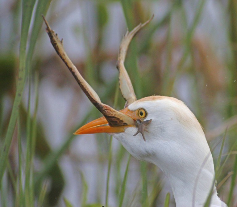 Cattle Egrets Eating Herps at the Viera Wetlands 10,000 Birds