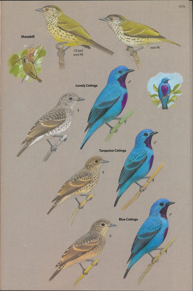 Animalstuffstore Central-America-cotinga.final_-630x950 A Subject Information Assessment Doubleheader – 10,000 Birds Bird  