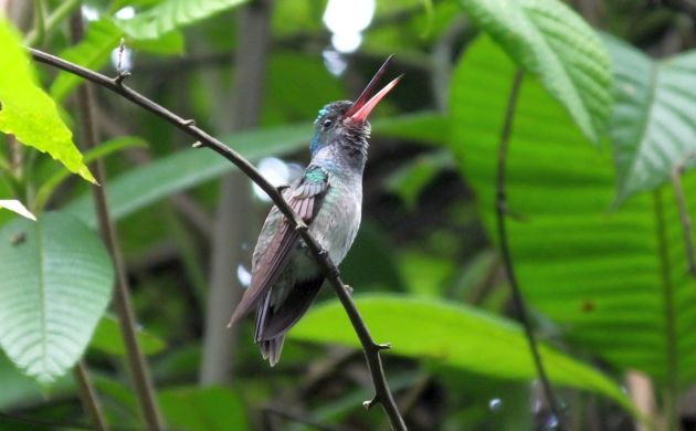 charming-hummingbird