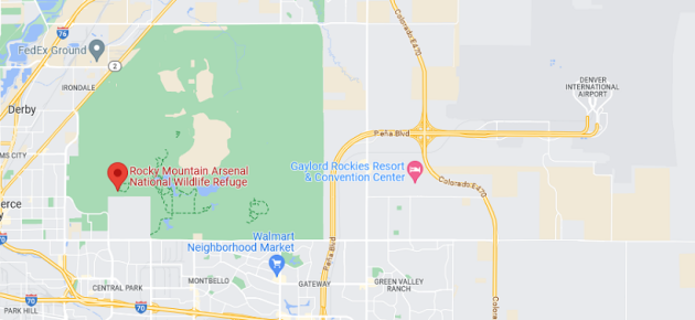 Animalstuffstore ChatGPT-Denver-Aiport-Birding-001-May-2023-630x290 The Finest Birding Areas in the US (in keeping with ChatGPT) – 10,000 Birds Bird  