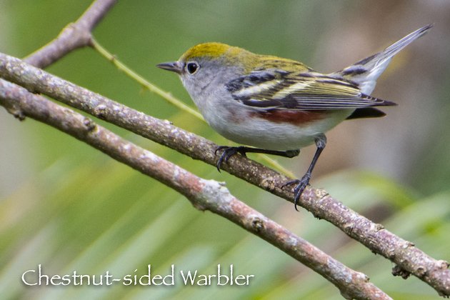 Chestnut-sided Warbler