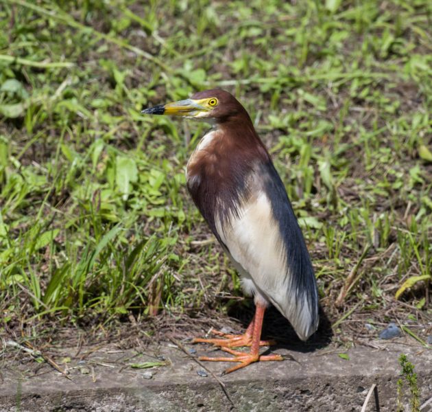 Animalstuffstore Chinese-Pond-Heron_DSC2653_Nanhui_May-23-2023-630x600 Birding Shanghai in Could 2023 – Half 2 – 10,000 Birds Bird  