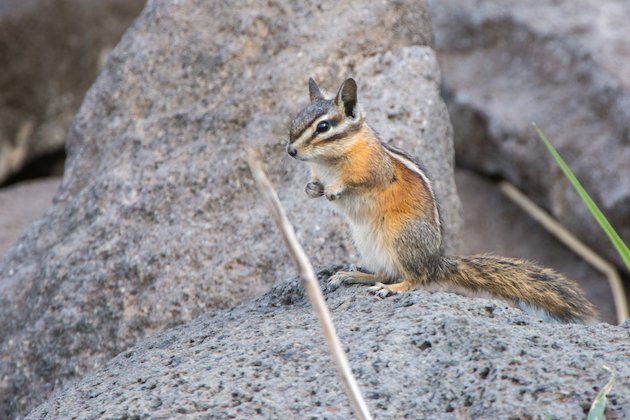 Chipmunk