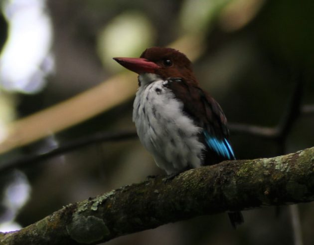 Chocolate-backed Kingfisher