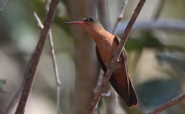 Animalstuffstore Cinnamon-Hummingbird-1-630x389 Birding Ixtapa/Zihuatanejo – 10,000 Birds Bird  