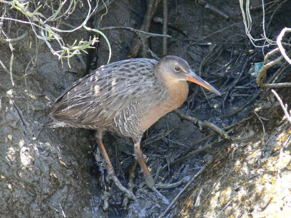 Clapper rail on shadowed ground