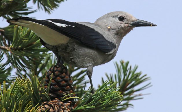 Clark's Nutcracker