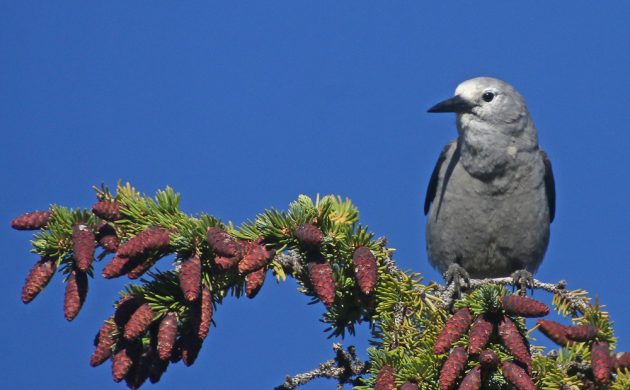 Clark's Nutcracker in Breckenridge