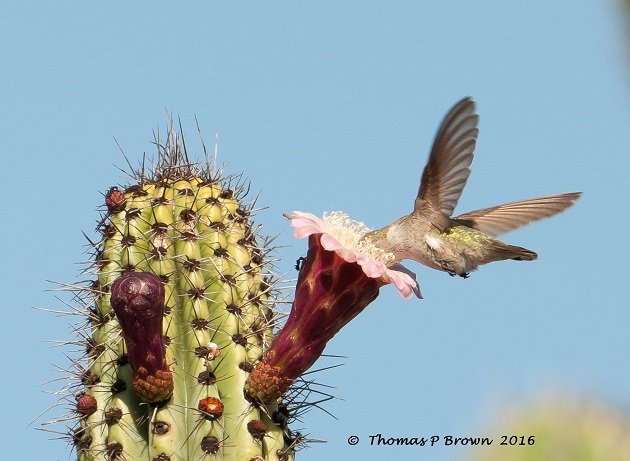 coatas-hummingbird