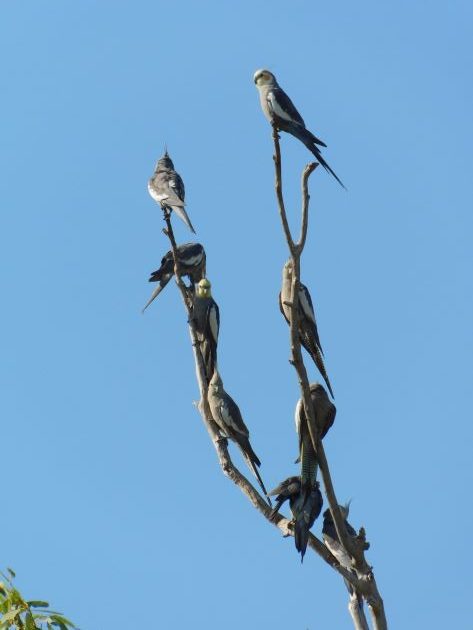 Animalstuffstore Cockatiels-3-rotated Bush telly in Australia – 10,000 Birds Bird  