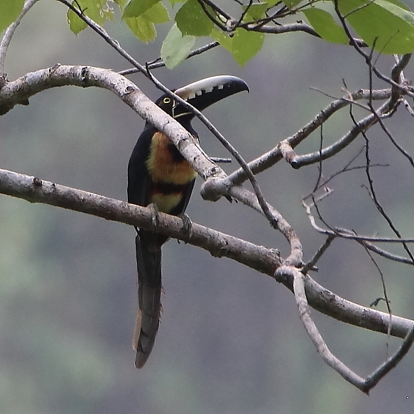 Animalstuffstore Collared-Aracari-4 Lastly, the Rainforest – 10,000 Birds Bird  