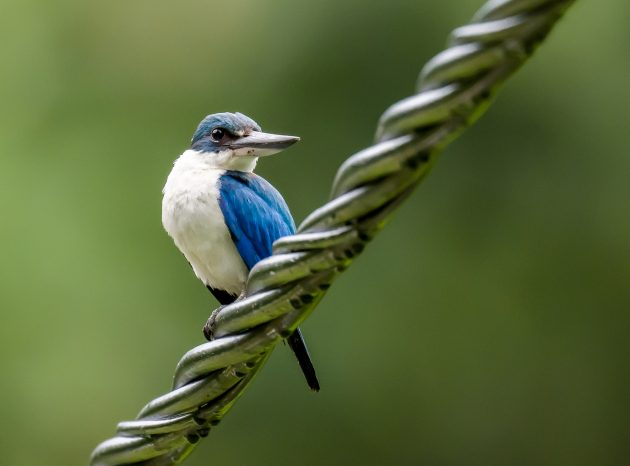 Animalstuffstore Collared-Kingfisher_DSC6273_Tabin_Jul-14-2023-1-630x466 Birding Tabin, Sabah, Borneo – 10,000 Birds Bird  