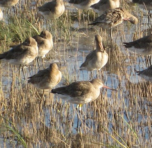 colour-ringed-black-tailed-godwit-2