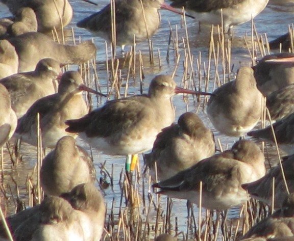 colour-ringed-black-tailed-godwit-3