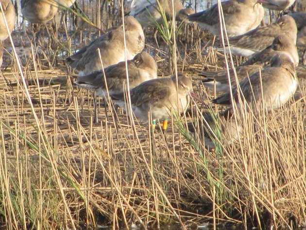 colour-ringed-black-tailed-godwit-4