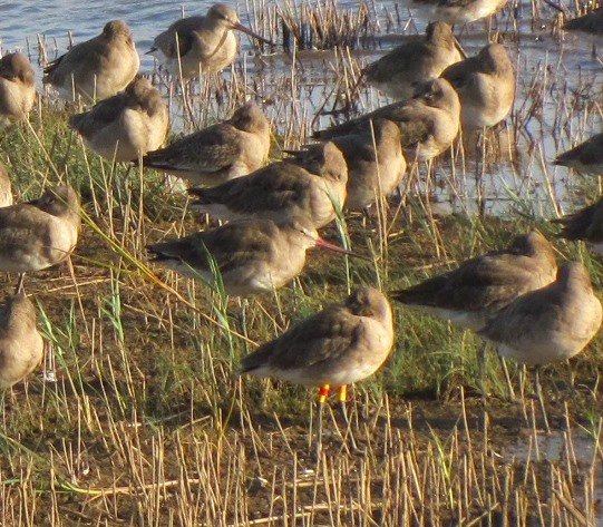 colour-ringed-black-tailed-godwit