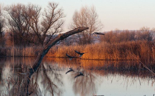 Colusa NWR Sunrise