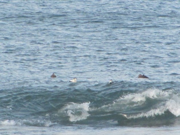 common-eider-surfing-2