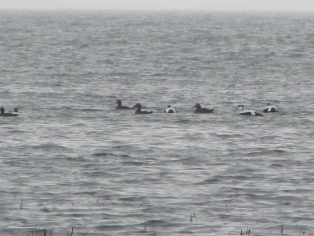 common-eider-surfing