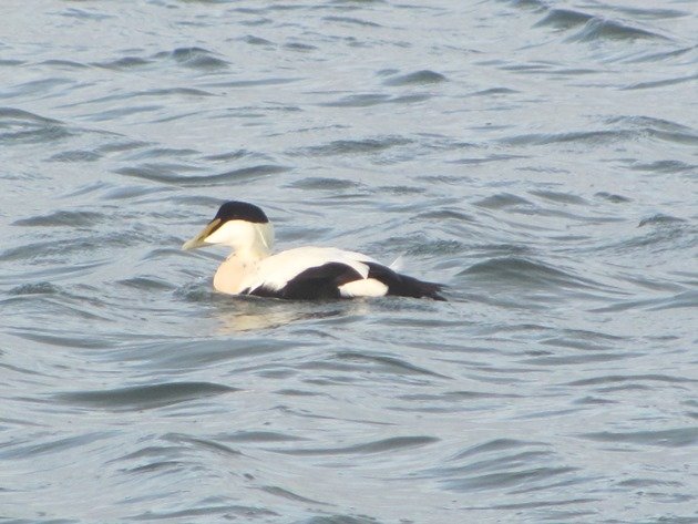 common-eider