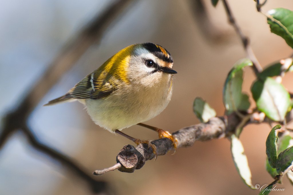 Common Firecrest by Opaluna