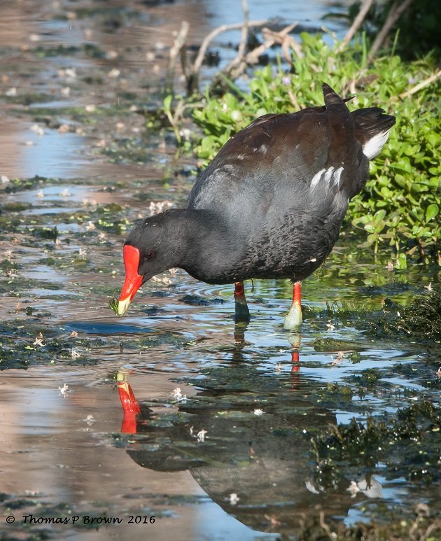 Common Gallinule (1)