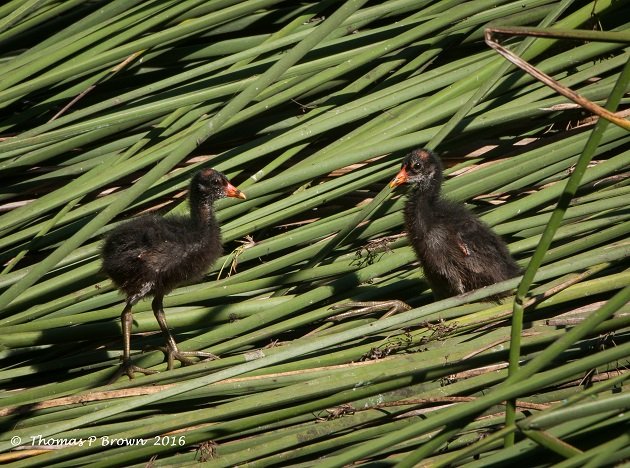 Common Gallinule (3)