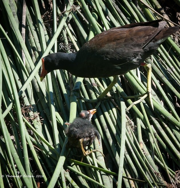 Common Gallinule (4)