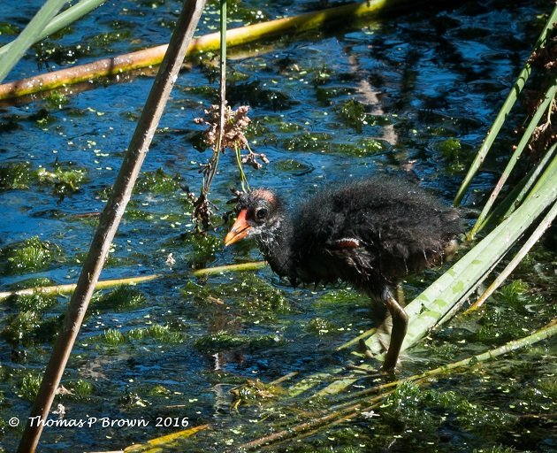 Common Gallinule (6)