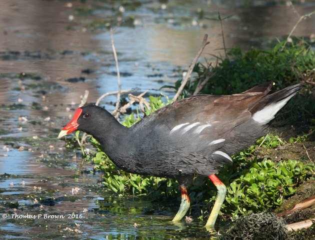 Common Gallinule (8)