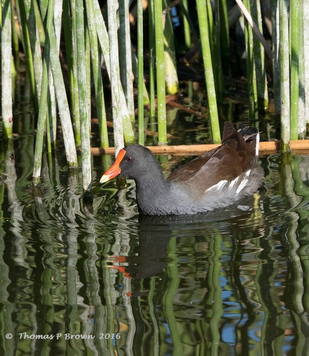 common-gallinule