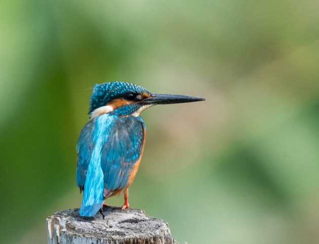 Animalstuffstore Common-Kingfisher_DSC9843-Nabang-Mar-2017-630x482 Birding Nabang, Yunnan (1) – 10,000 Birds Bird  