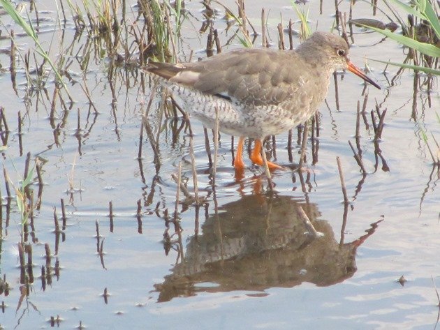 common-redshank-reflection