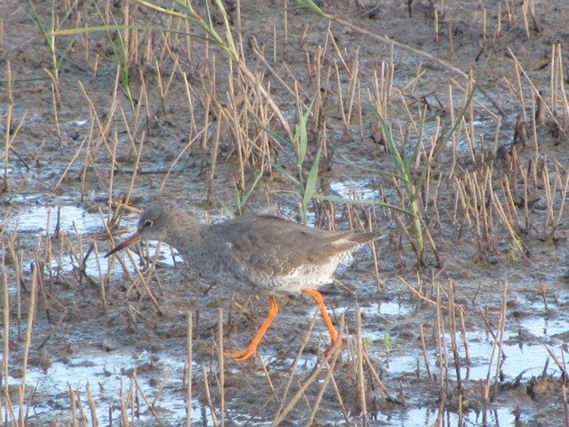 common-redshank