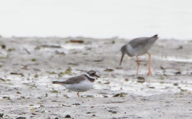 Animalstuffstore Common-Ringed-Plover-and-Common-Redshank-Palmones-October-2022-630x389 Again to Spain – 10,000 Birds Bird  