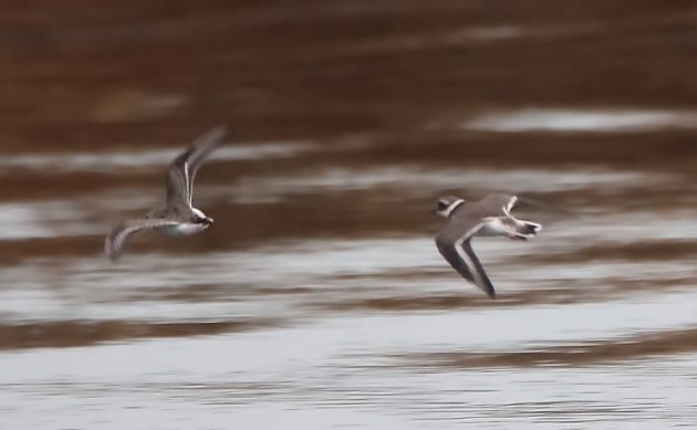 Animalstuffstore Common-Ringed-Plover-and-Dunlin-Palmones-October-2022-630x389 Again to Spain – 10,000 Birds Bird  